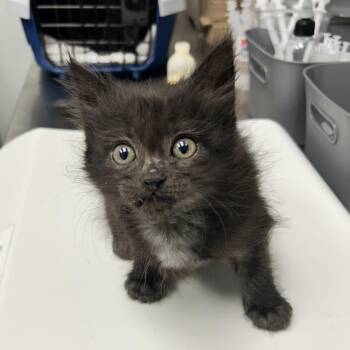 Mishka -  Domestic Medium Hair Cat for Adoption in Abilene, Texas - Mishka | PetCurious