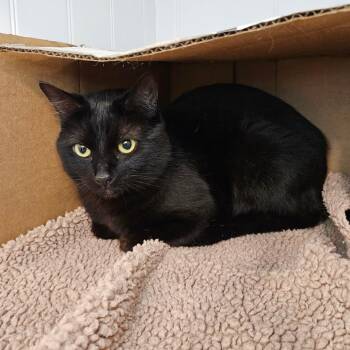 Domestic Short Hair Cats Available for Adoption - Cornelius | PetCurious