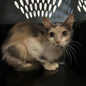 Margaret Jean -  Domestic Short Hair Cat for Adoption in Spruce Pine, North Carolina - Margaret Jean | PetCurious