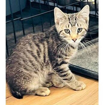 Toast -  Tabby Cat for Adoption in Millcreek, Utah - Toast | PetCurious