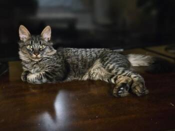 Samson -  Tabby Cat for Adoption in San Antonio, Texas - Samson | PetCurious