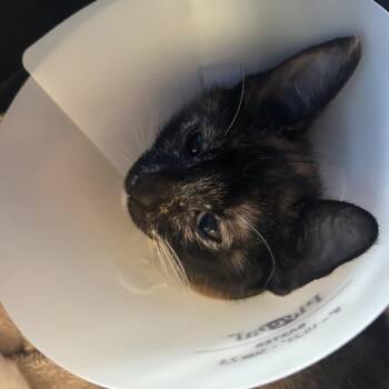 Pam FKA Priya 2 -  Domestic Short Hair Cat for Adoption in Leander, Texas - Pam FKA Priya 2 | PetCurious