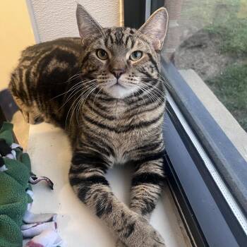 Beckett -  Domestic Short Hair Cat for Adoption in Arlington Heights, Illinois - Beckett | PetCurious