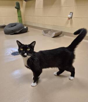 Honeybee -  Domestic Short Hair Cat for Adoption in Schertz, Texas - Honeybee | PetCurious