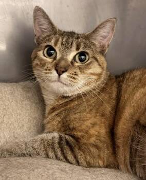Sunshine -  Manx Cat for Adoption in Ladysmith, Wisconsin - Sunshine | PetCurious