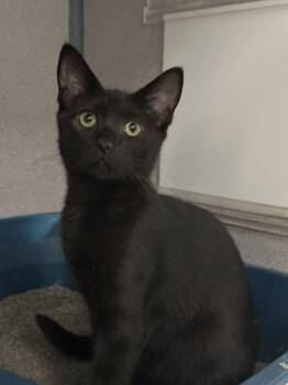 Rooty -  Domestic Short Hair Cat for Adoption in Raleigh, North Carolina - Rooty | PetCurious