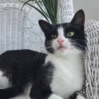 Rescue Domestic Short Hair Cats for Adoption in Eaton Rapids, Michigan - Courage Carmine 55252 | PetCurious