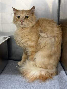 Bowie -  Domestic Medium Hair Cat for Adoption in Glenfield, New York - Bowie | PetCurious