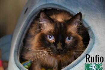 Domestic Long Hair Cats Available for Adoption in Fort Mill, South Carolina - Rufio | PetCurious