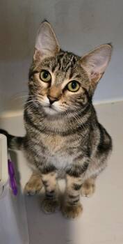 Felicity -  Domestic Short Hair Cat for Adoption in Vancouver, Washington - Felicity | PetCurious