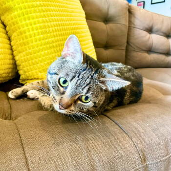 Rescue Domestic Short Hair Cats for Adoption - Harpoon Howard | PetCurious