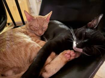 Tucker -  Domestic Short Hair Cat for Adoption in Jersey City, New Jersey - Tucker | PetCurious