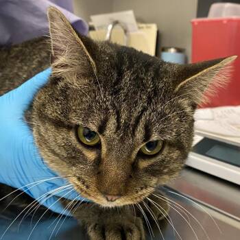 Domestic Short Hair Cats Available for Adoption - Eeyore | PetCurious