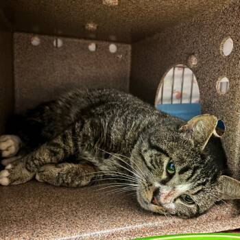 Domestic Short Hair Cats Available for Adoption - Waffle | PetCurious