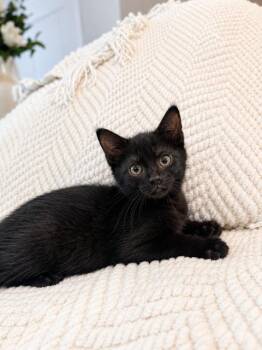 Navajo -  Domestic Short Hair Cat for Adoption in Houston, Texas - Navajo | PetCurious