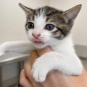 Bam Bam 24 -  Domestic Short Hair Cat for Adoption in Austin, Texas - Bam Bam 24 | PetCurious