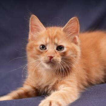 Nacho -  Domestic Medium Hair Cat for Adoption in Houston, Texas - Nacho | PetCurious