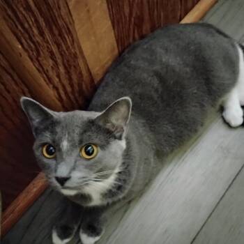 Domestic Short Hair Cats Available for Adoption in Charlottesville, Virginia - Tiny | PetCurious