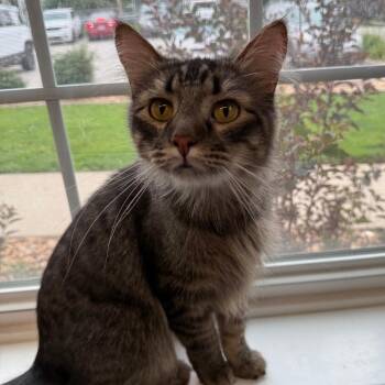 Tortellini -  Domestic Medium Hair Cat for Adoption in Saint Charles, Missouri - Tortellini | PetCurious
