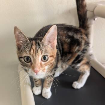 Lila -  Domestic Short Hair Cat for Adoption in Suffolk, Virginia - Lila | PetCurious