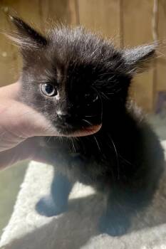 Grimm -  Domestic Medium Hair Cat for Adoption in Johnson City, Tennessee - Grimm | PetCurious