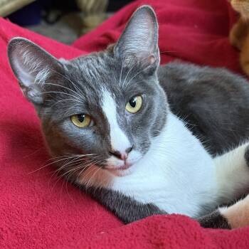 Rescue Domestic Short Hair Cats for Adoption in Los Angeles, California - Rocco | PetCurious