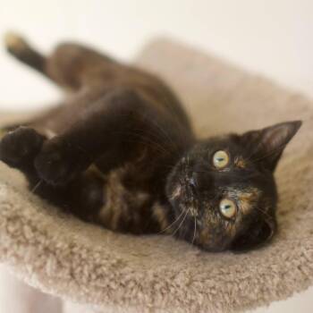 Beulah -  Domestic Short Hair Cat for Adoption in Umatilla, Florida - Beulah | PetCurious
