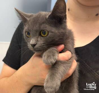 Firefly -  Domestic Short Hair Cat for Adoption in Washington, District Of Columbia - Firefly | PetCurious