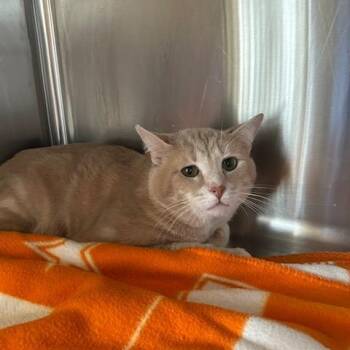 Alistar -  Domestic Short Hair Cat for Adoption in Knoxville, Tennessee - Alistar | PetCurious