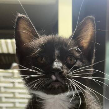 Domestic Short Hair Cats Available for Adoption - Moo Moo | PetCurious
