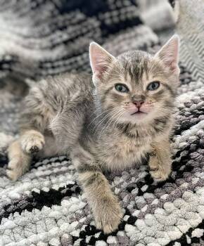 Benny -  Domestic Short Hair Cat Available for Adoption in Winnipeg, Manitoba - Benny | PetCurious