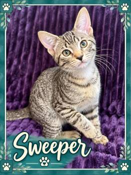 Sweeper-Kitten 5 of the World Cup Kittens -  Tabby Cat for Adoption in Laurel, Maryland - Sweeper-Kitten 5 Of The World Cup Kittens | PetCurious