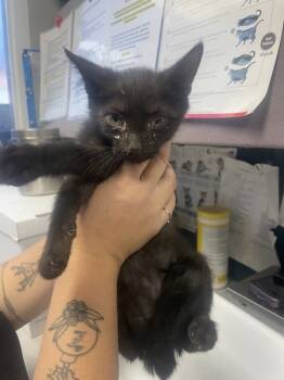 Rescue Domestic Short Hair Cats for Adoption in Salt Lake City, Utah - 158174 | PetCurious