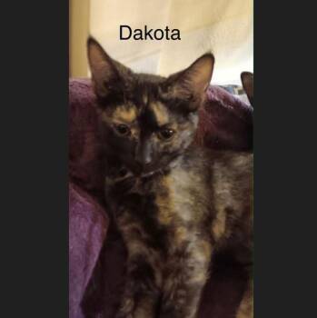 Dakota -  Domestic Short Hair Cat for Adoption in Menasha, Wisconsin - Dakota | PetCurious
