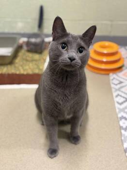 Saya -  Domestic Short Hair Cat Available for Adoption in Alexandria, Virginia - Saya | PetCurious