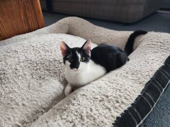 Rescue Domestic Short Hair Cats for Adoption in Washingtonville, New York - Ozzy | PetCurious