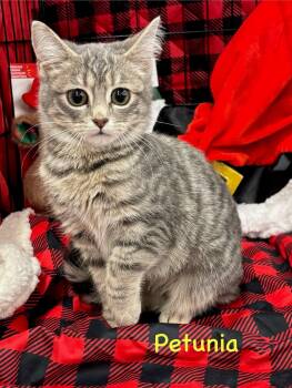 Rescue Domestic Short Hair Cats for Adoption in Cleveland, Ohio - Petunia | PetCurious