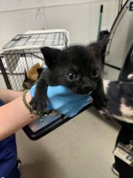 LAURA -  Domestic Short Hair Cat for Adoption in Fort Lauderdale, Florida - LAURA | PetCurious