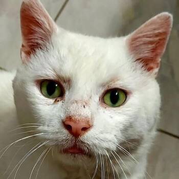 White Castle -  Domestic Short Hair Cat for Adoption in Aldie, Virginia - White Castle | PetCurious