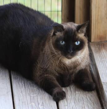 Siamese Cats Available for Adoption in North Fort Myers, Florida - Ming | PetCurious