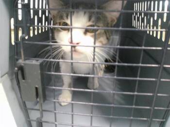 A478201 -  Domestic Short Hair Cat for Adoption in Oklahoma City, Oklahoma - A478201 | PetCurious