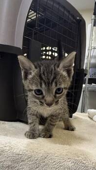 Judy -  Domestic Short Hair Cat for Adoption in Honolulu, Hawaii - Judy | PetCurious