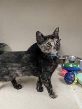 Toph - I AM AT PetSmart Framingham -  Domestic Short Hair Cat for Adoption in East Brookfield, Massachusetts - Toph - I AM AT PetSmart Framingham | PetCurious