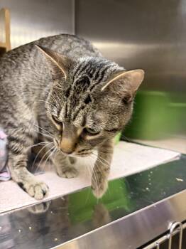 Lucy -  Domestic Short Hair Cat for Adoption in Wheaton, Illinois - Lucy | PetCurious
