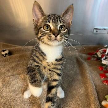 Wonton -  Domestic Short Hair Cat for Adoption in Lake Panasoffkee, Florida - Wonton | PetCurious