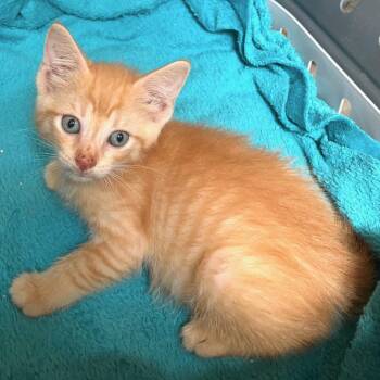 Cantaloupe -  Tabby and Domestic Short Hair Cat for Adoption in Columbia, South Carolina - Cantaloupe | PetCurious