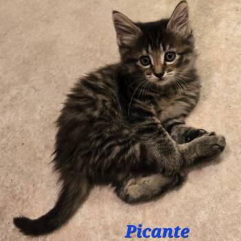 Picante -  Domestic Long Hair Cat for Adoption in Coos Bay, Oregon - Picante | PetCurious
