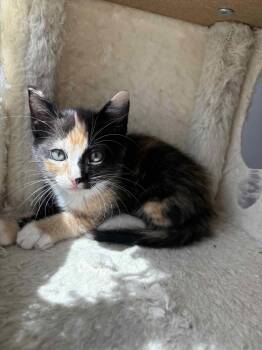 Deklyn -  Calico and Domestic Short Hair Cat for Adoption in Buford, Georgia - Deklyn | PetCurious