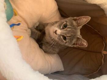 Buddy -  Domestic Short Hair Cat for Adoption in Breinigsville, Pennsylvania - Buddy | PetCurious