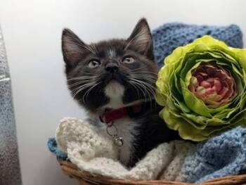 Domestic Short Hair Cats Available for Adoption in North Charleston, South Carolina - 05282B Tami- PetSmart North Charleston | PetCurious